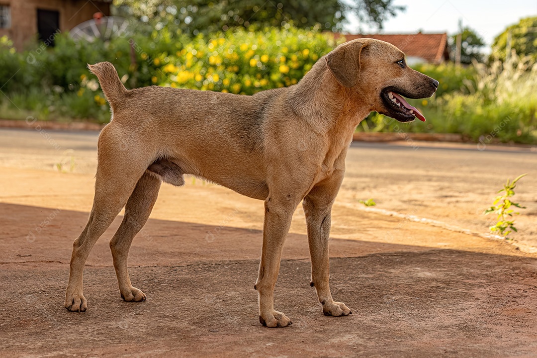 Animal mamífero cachorro abandonado na rua à tarde