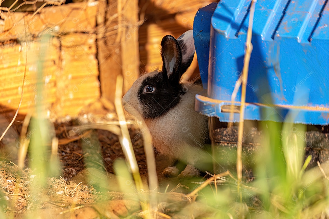 Inseto sobre floresta