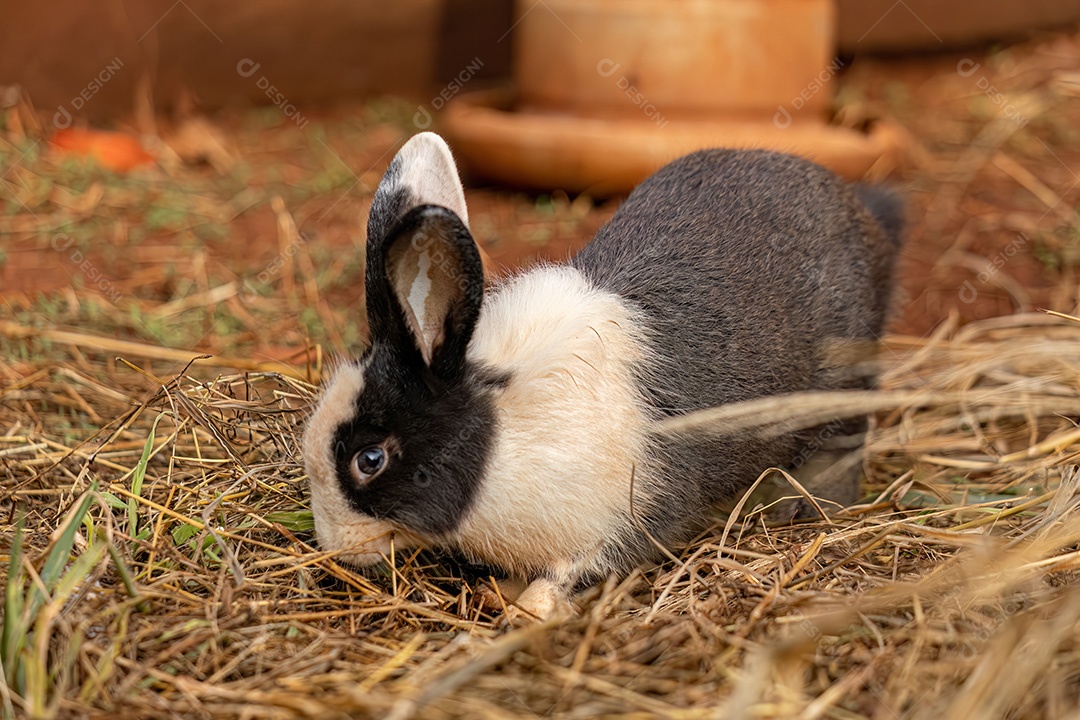 Coelho Europeu Animal da espécie Oryctolagus cuniculus
