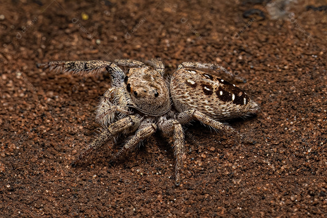 Pequena Aranha Saltadora da Subtribo Dendryphantina