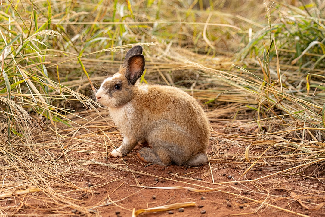 Coelho Europeu Animal da espécie Oryctolagus cuniculus