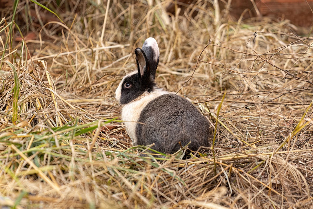 Coelho Europeu Animal da espécie Oryctolagus cuniculus