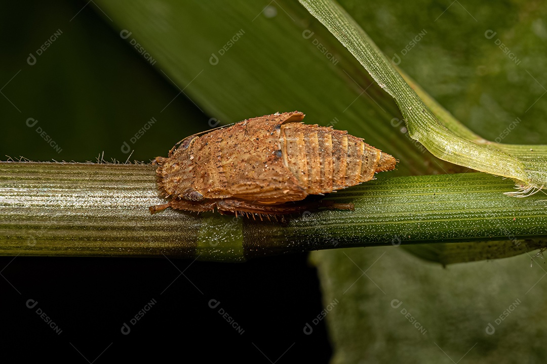 Muda do Inseto Atirador de Elite da Família Cicadellidae