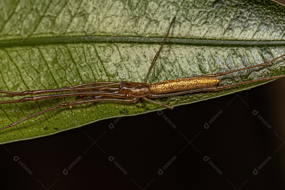 Aranha orbweaver de mandíbula longa adulta do gênero Tetragnatha