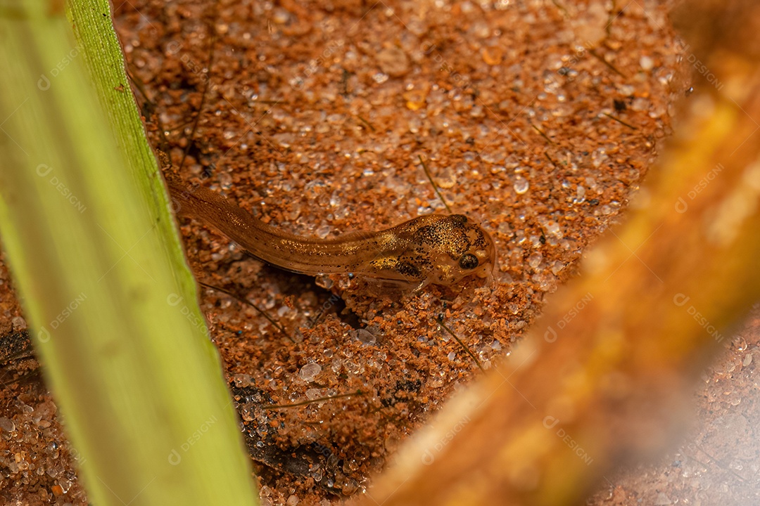 Pequeno Catfish Animal da Ordem Siluriformes