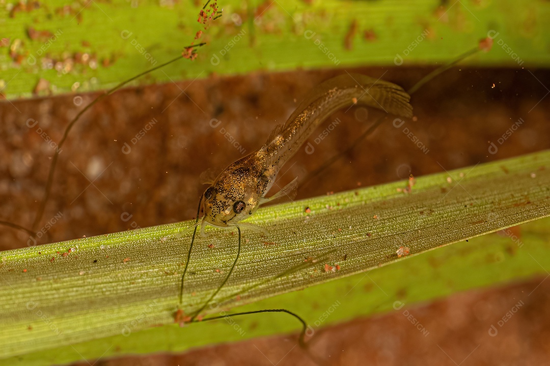 Pequeno Catfish Animal da Ordem Siluriformes