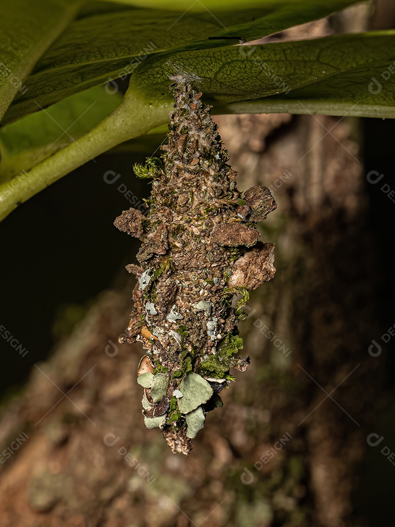 Pequena mariposa bagworm da família Psychidae