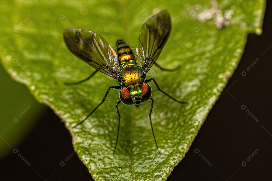 Mosca pernalta adulta do gênero Condylostylus