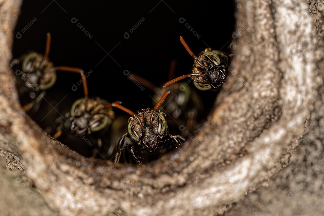 Abelhas sem ferrão adultas do gênero Nannotrigona