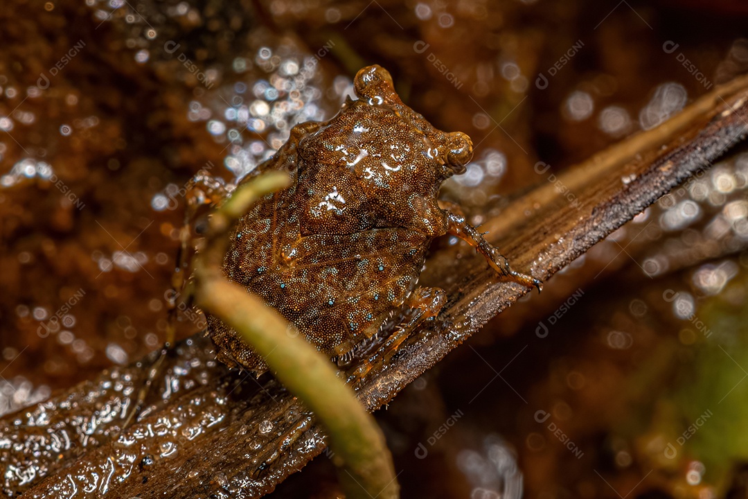 Inseto sapo adulto do gênero Gelastocoris