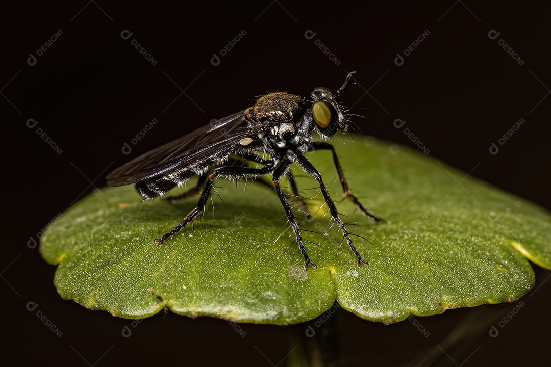 Mosca alada adulta da família Ulidiidae