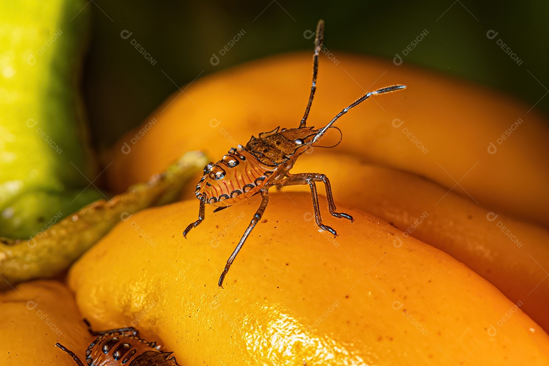 Ninfa de percevejos da família pentatomidae