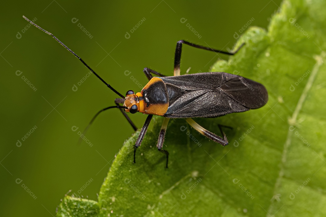 Inseto de planta adulta do gênero Prepops