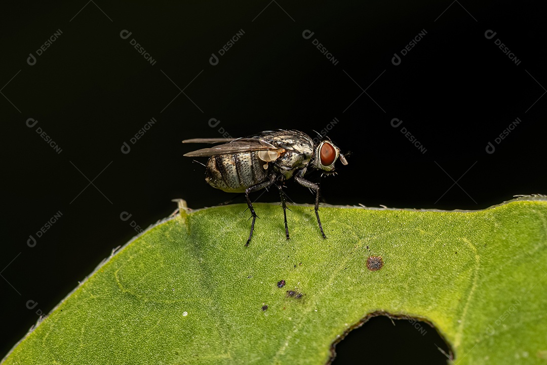 Mosca de carne adulta da família Sarcophagidae