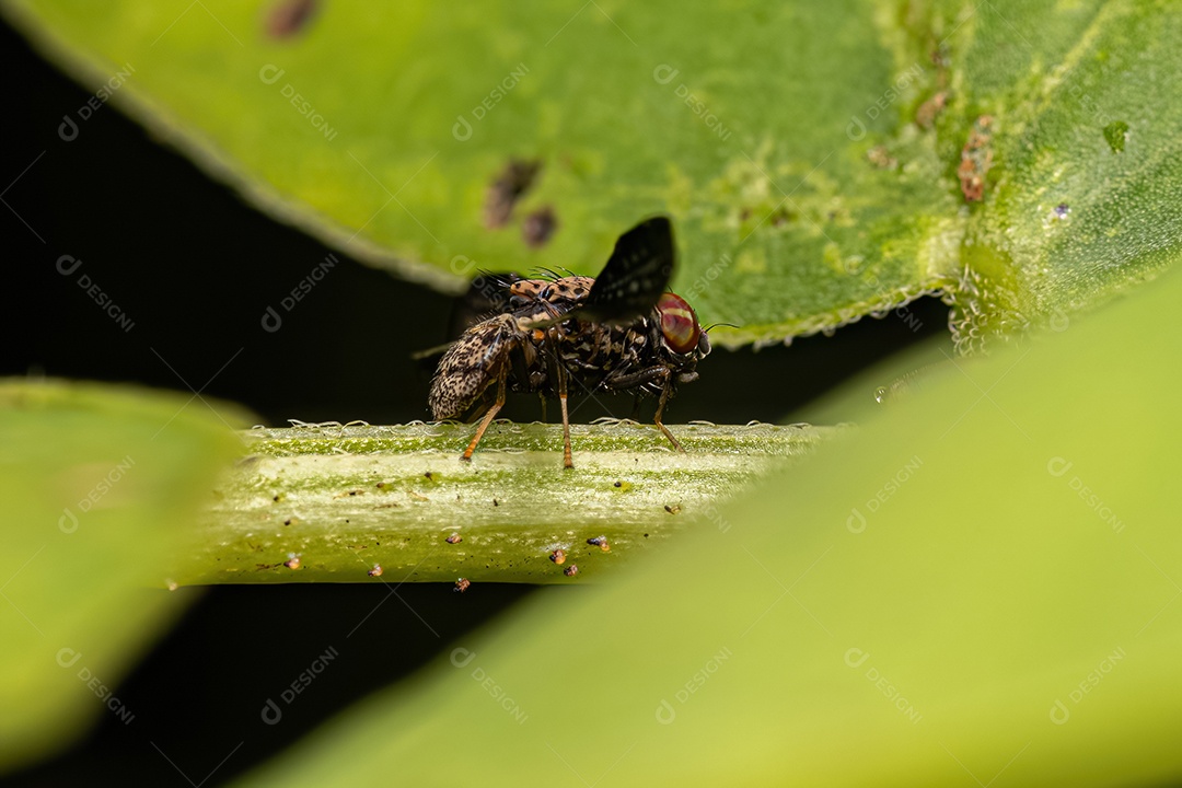 Mosca alada adulta do gênero Pterocalla