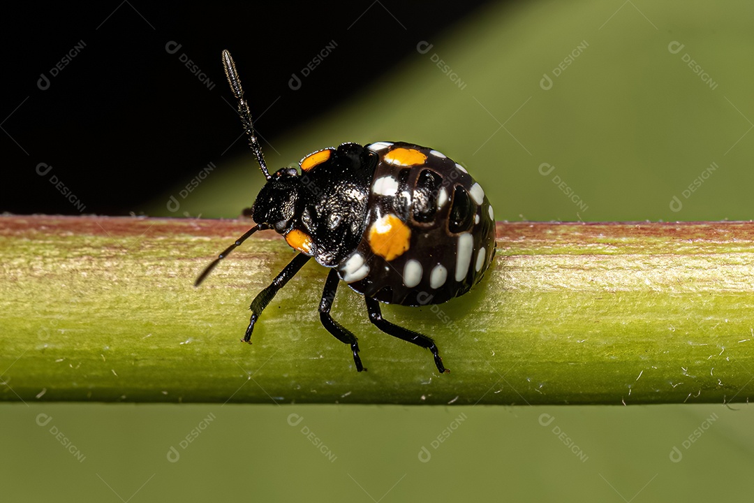 Ninfa de percevejo fedorento do gênero Chinavia