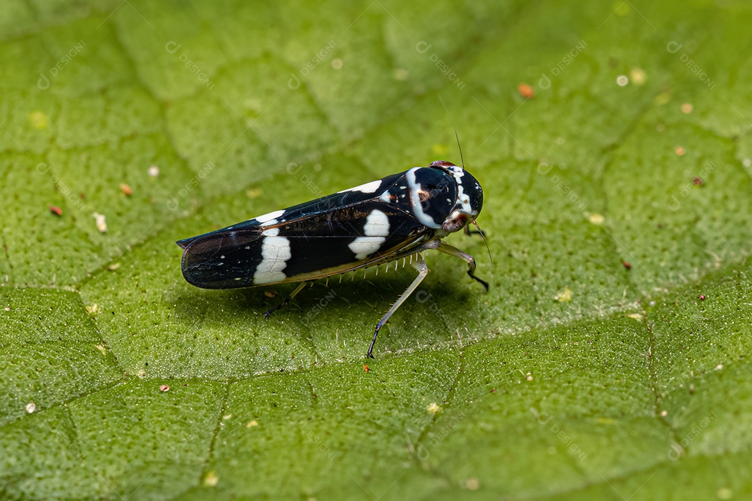 Cigarrinha típica adulta do gênero Macugonália