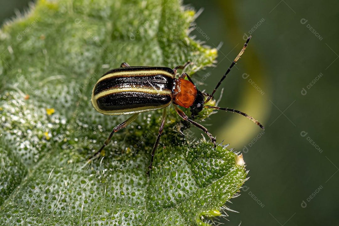 Besouro-pulga pequeno adulto da família Chrysomelidae