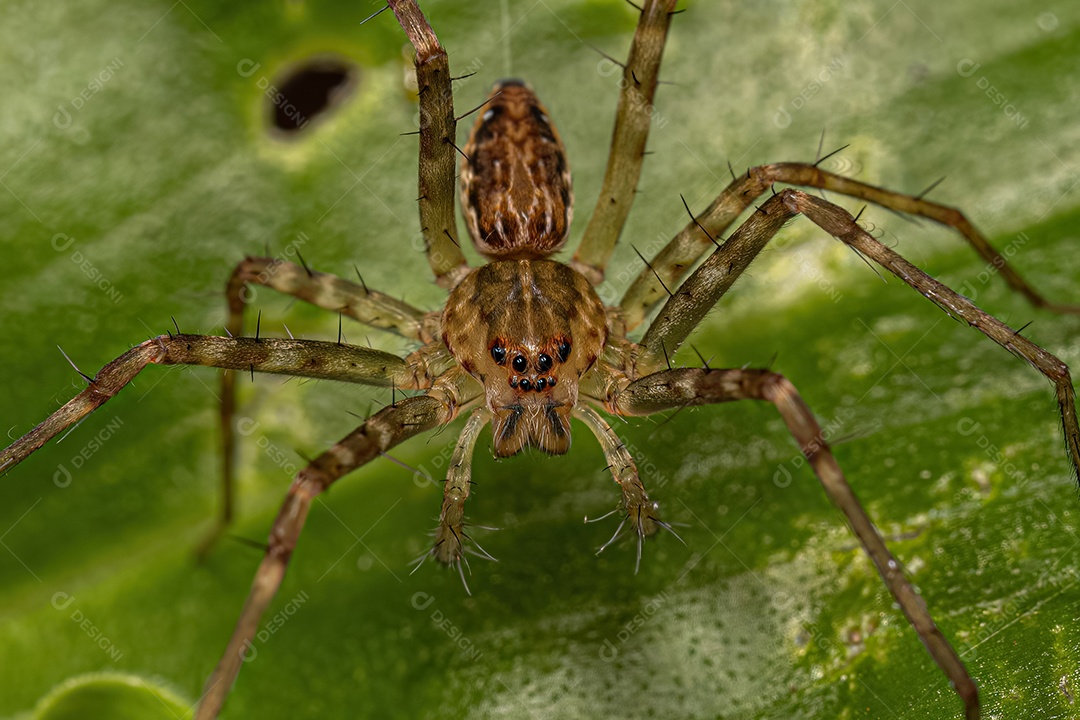 Pequena aranha de teia de berçário da família Pisauridae
