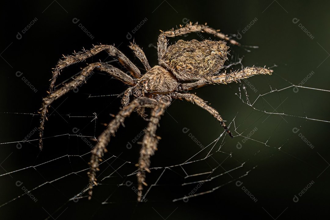 Aranha Orbweaver pequena do gênero Parawixia