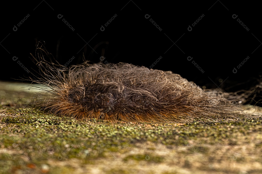 Lagarta da Mariposa de Flanela do Novo Mundo da Família Megalopygidae