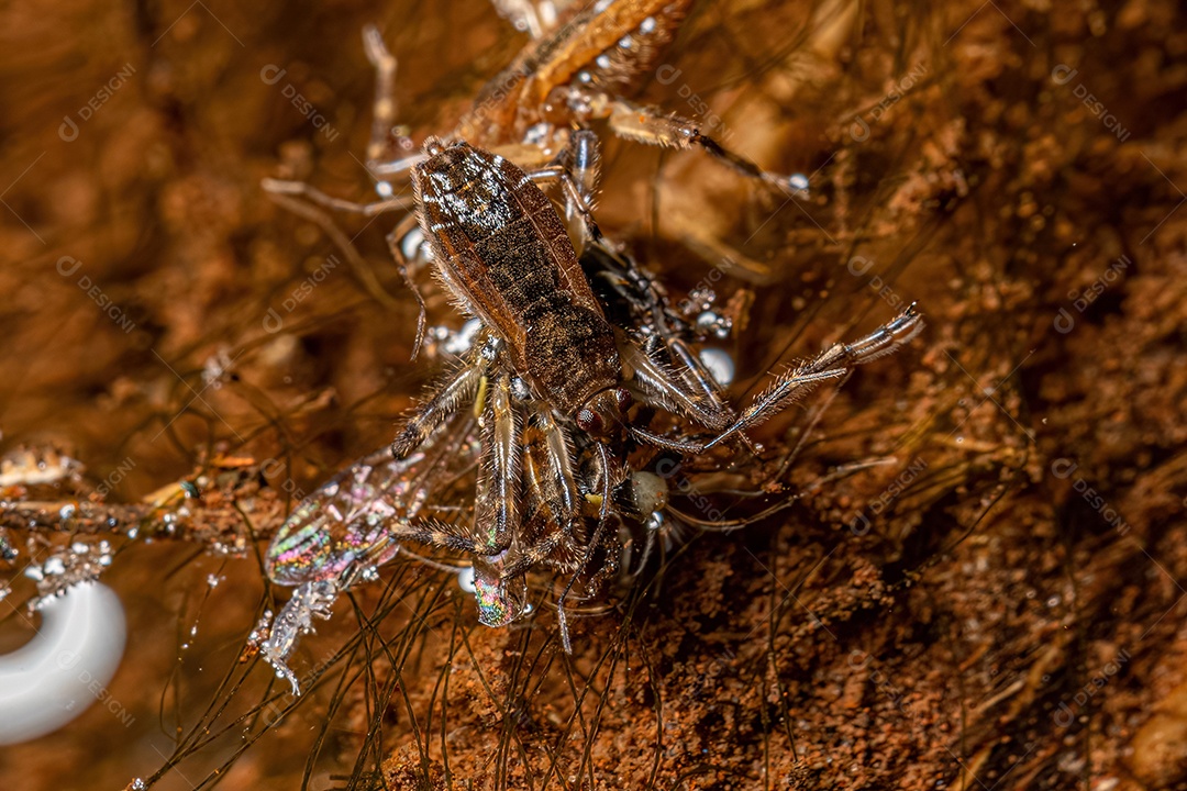 Pequeno Inseto Ripple da Espécie Platyvelia brachialis