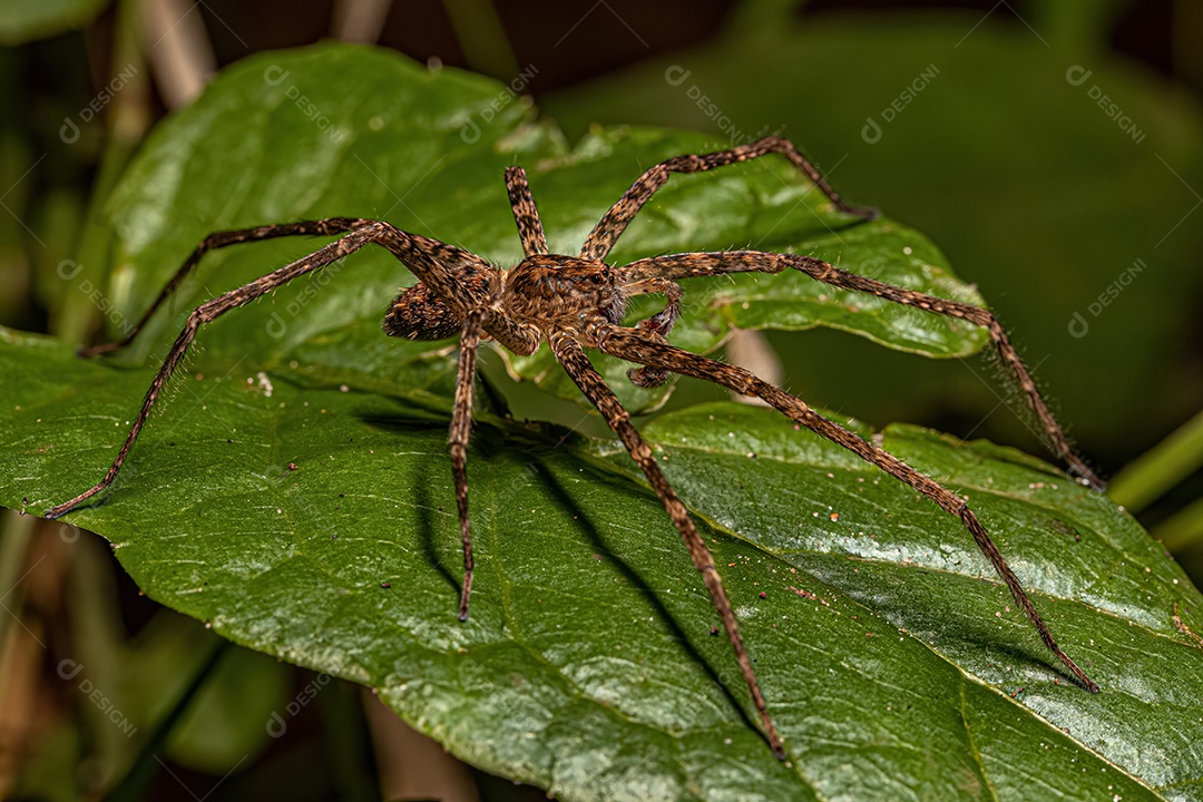 Aranha errante adulta da família Ctenidae