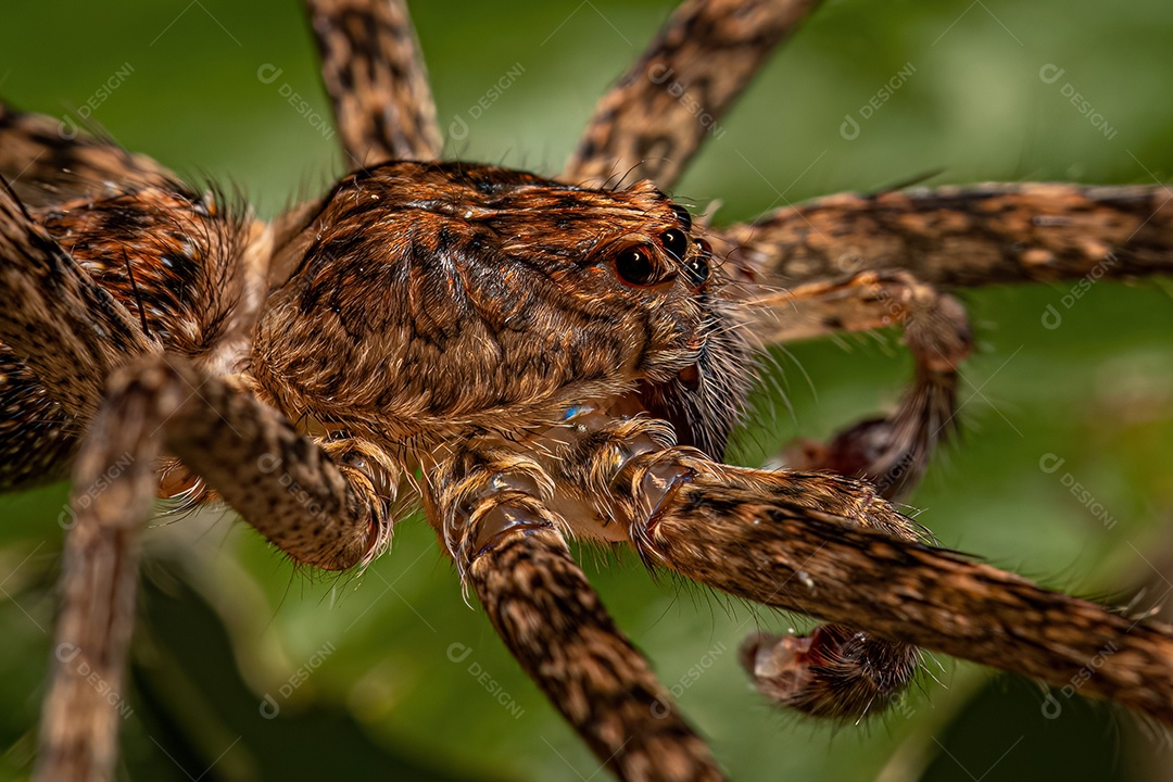 Aranha errante adulta da família Ctenidae