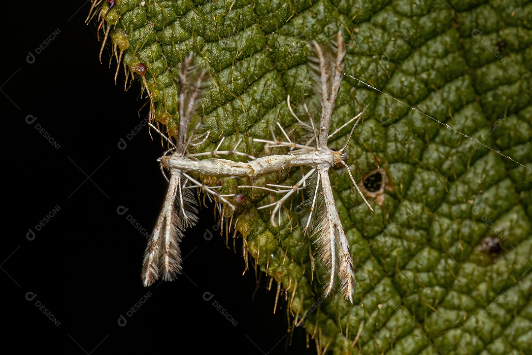 Acasalamento de mariposas-pluma adultas da família pterophoridae