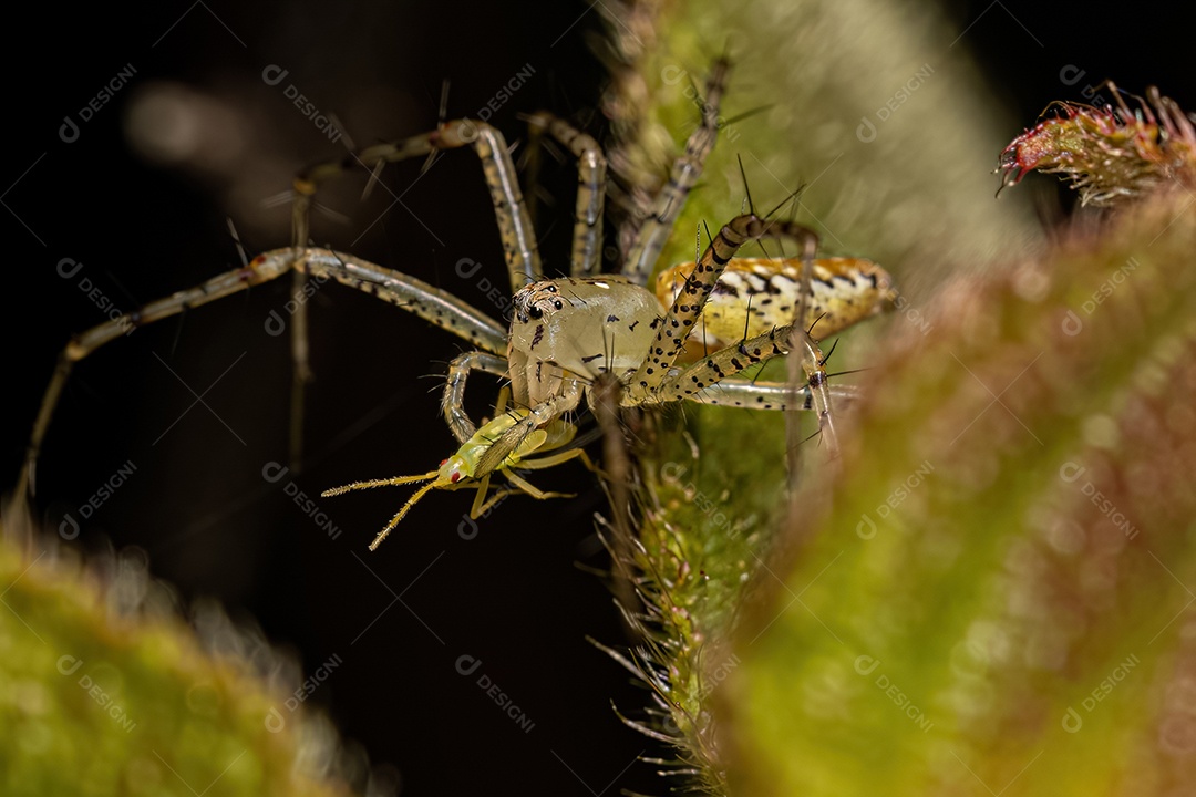 Pequena Aranha Lince da Espécie Peucetia flava