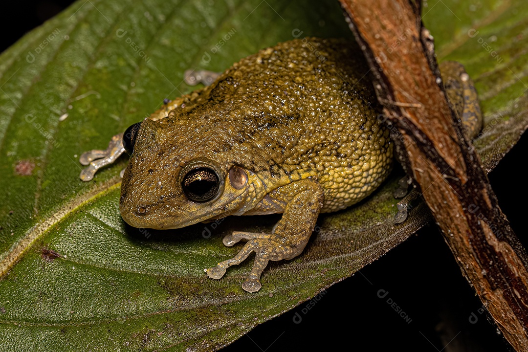 Inseto sobre floresta