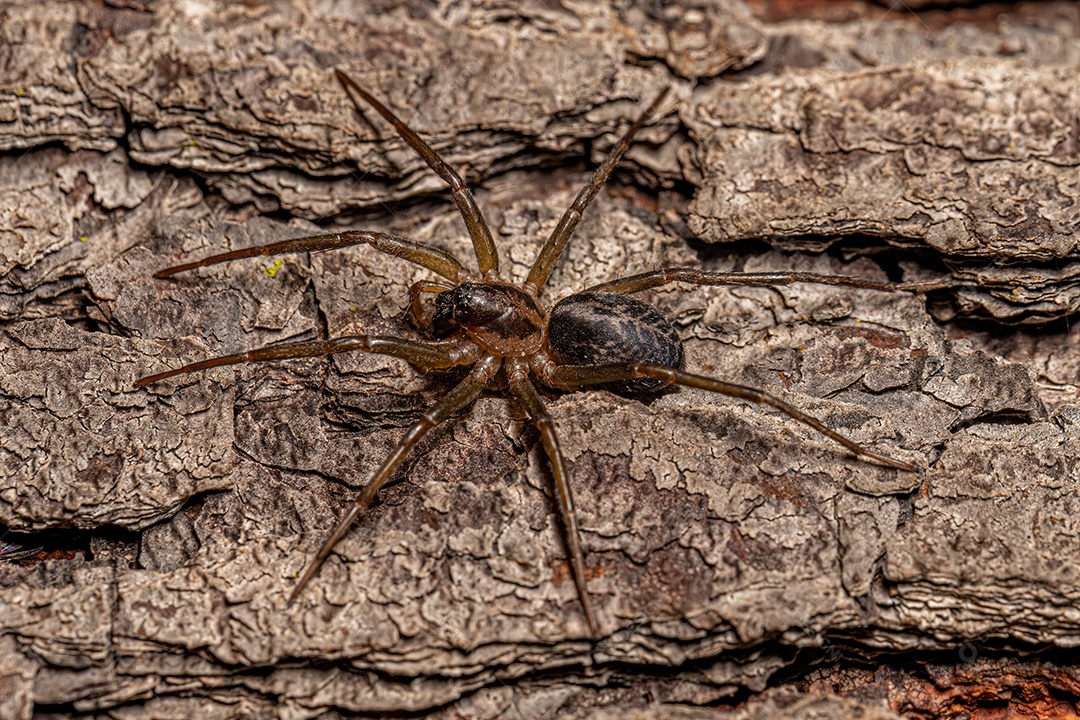 Inseto sobre floresta