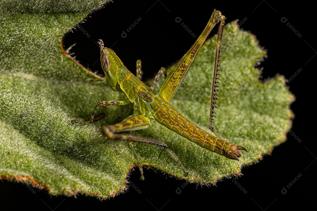 Inseto sobre floresta