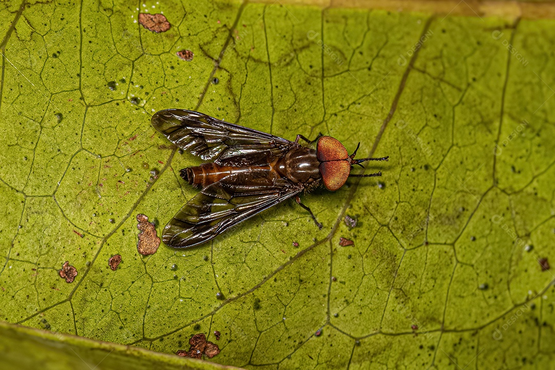 Inseto sobre floresta