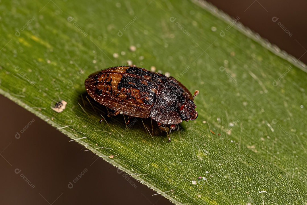 Besouro adulto que se alimenta de seiva da família Nitidulidae
