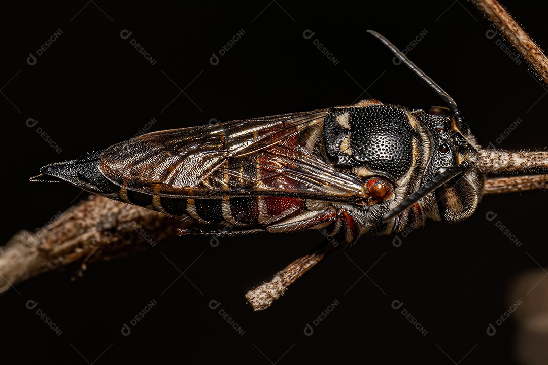Abelha adulta do gênero Coelioxys