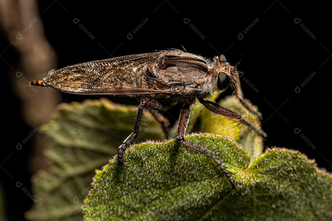 Inseto sobre floresta