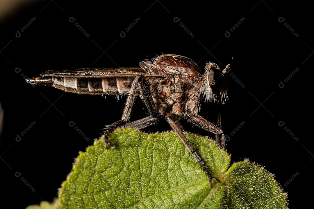 Inseto sobre floresta