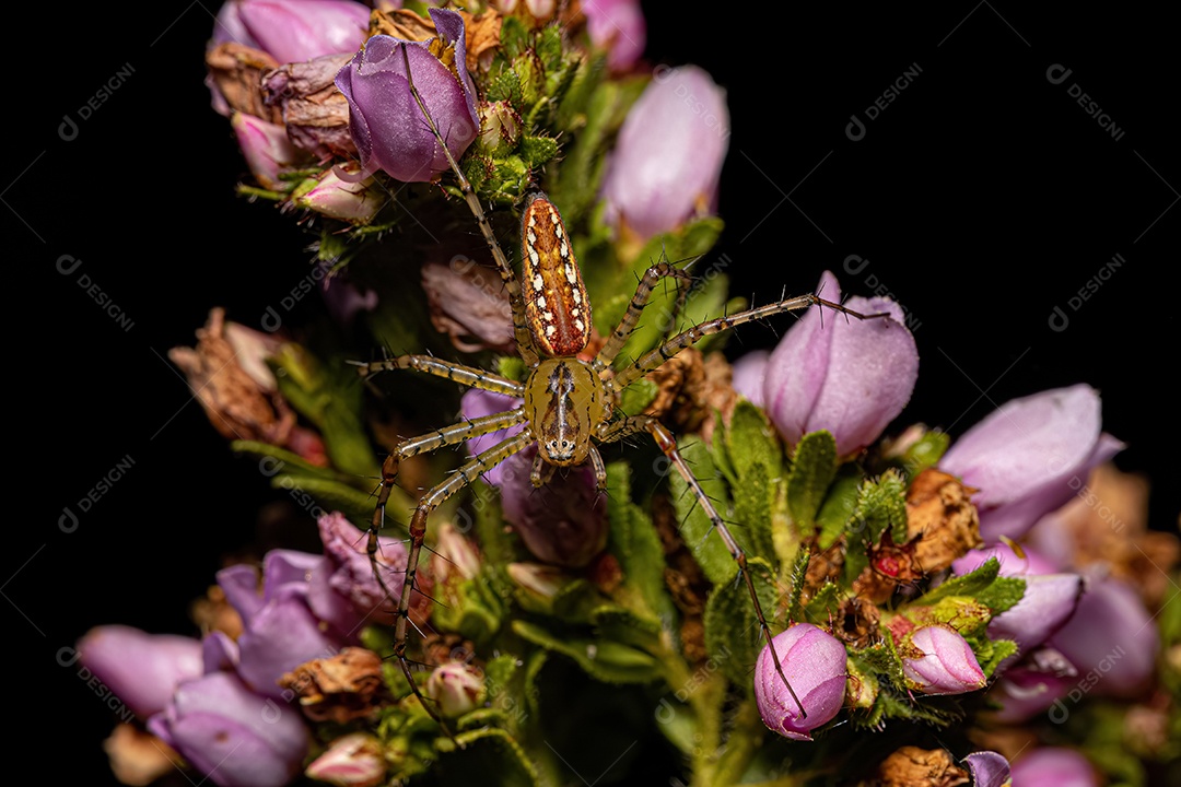 Inseto sobre floresta