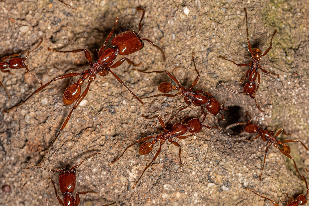Inseto sobre floresta