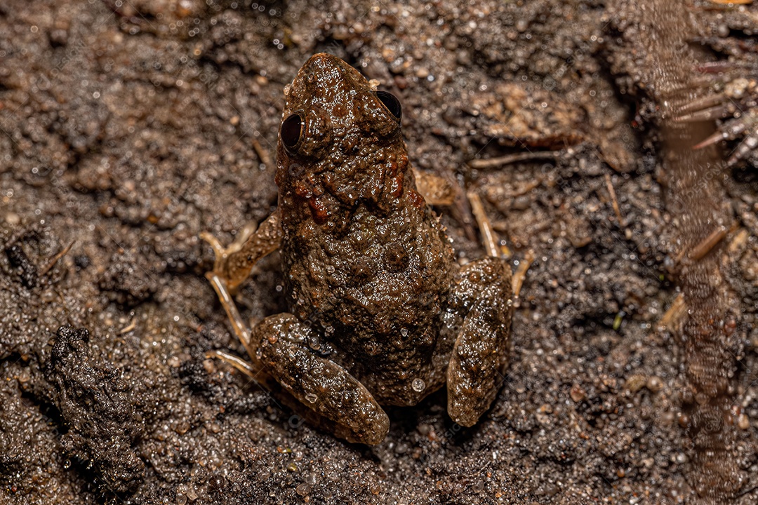 Pequena Rã ​​do Sul do gênero Pseudopaludicola