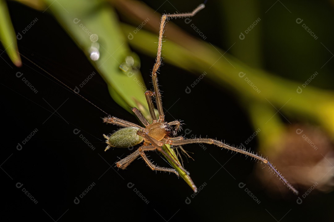 Aranha Saco de Pernas Longas Macho Adulto do Gênero Cheiracanthium