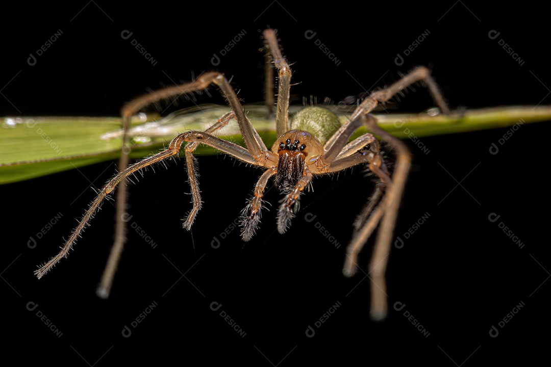 Aranha Saco de Pernas Longas Macho Adulto do Gênero Cheiracanthium