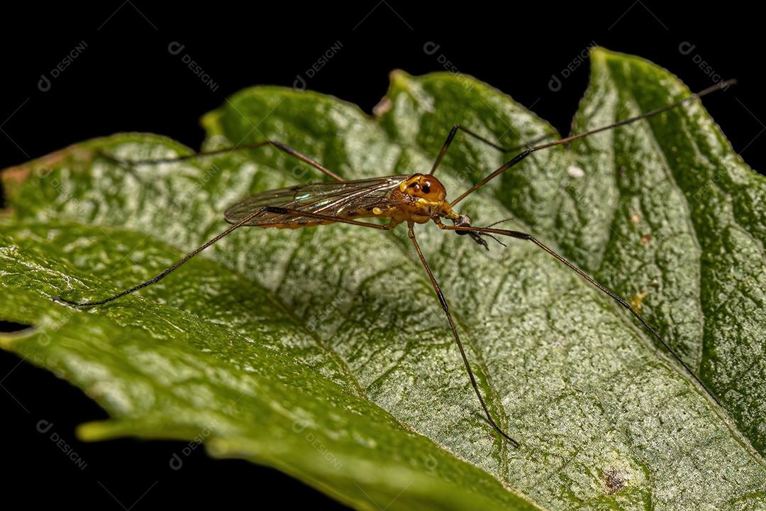 Mosca limonídea adulta do gênero Teucholabis