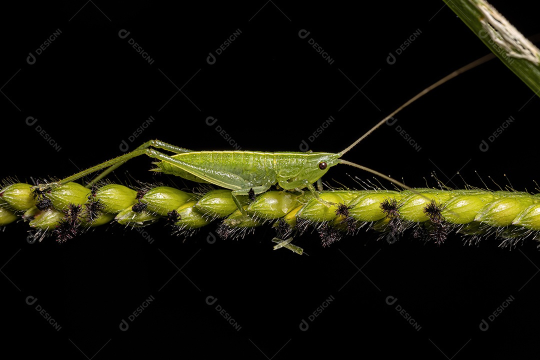 Inseto animal sobre planta