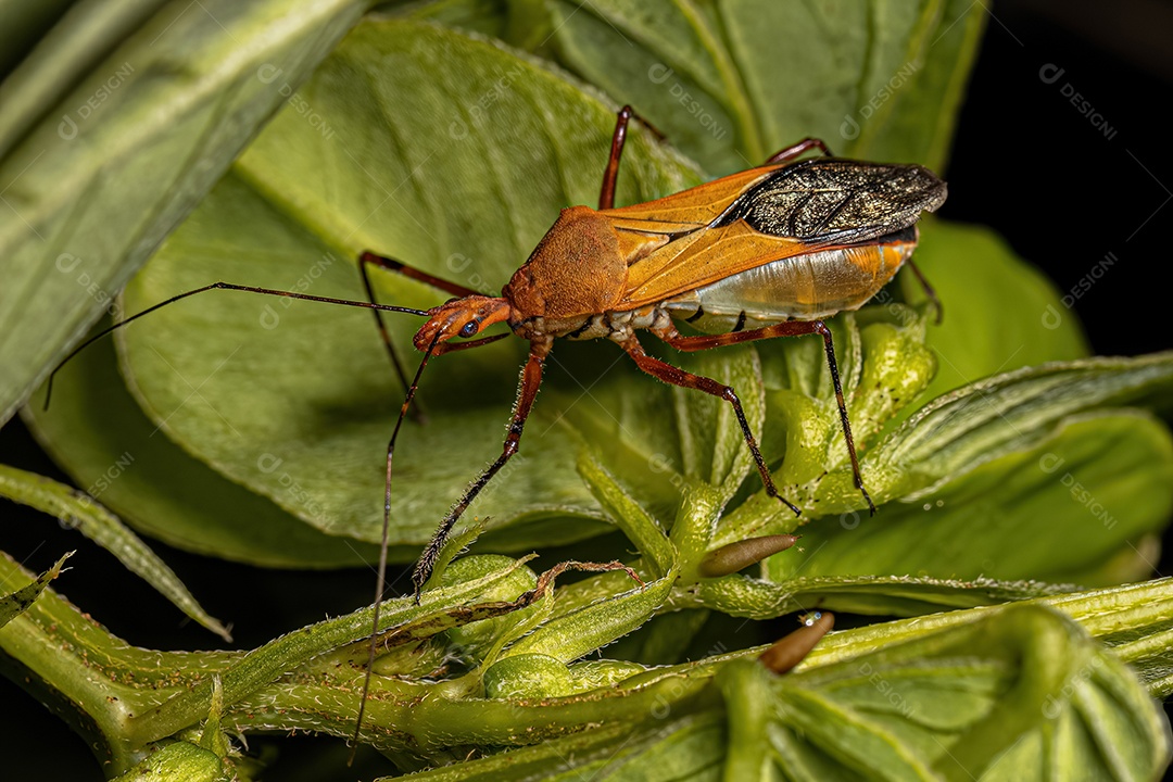 Inseto Assassino Adulto da Espécie Zelus laticornis