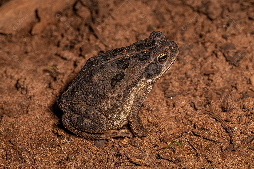 Sapo Cururu juvenil da espécie Rhinella diptycha