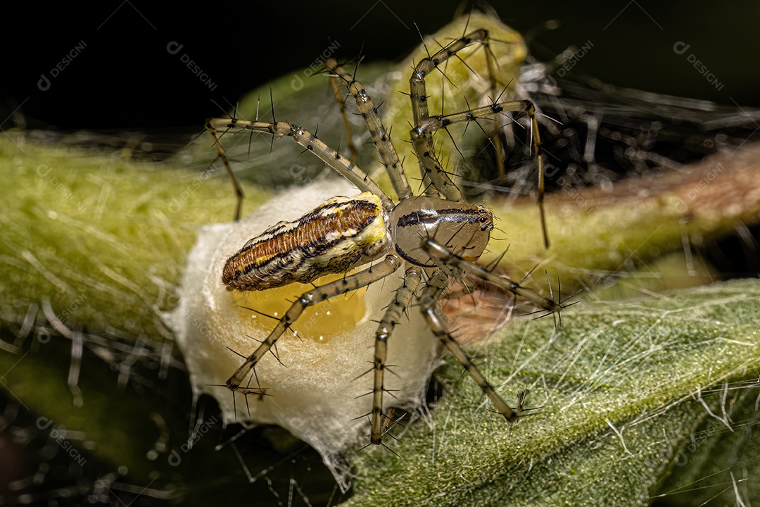 Aranha lince fêmea adulta da espécie Peucetia rubrolineata com ovos