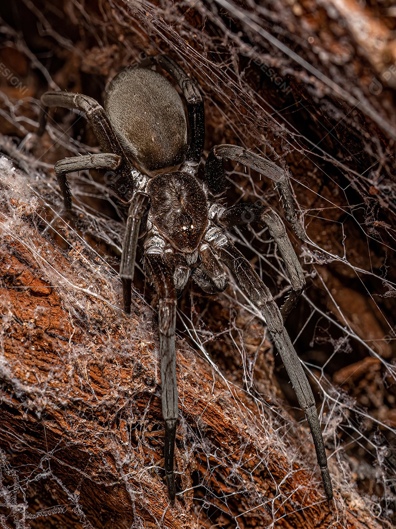 Aranha doméstica do sul da espécie Kukulcania hibernalis