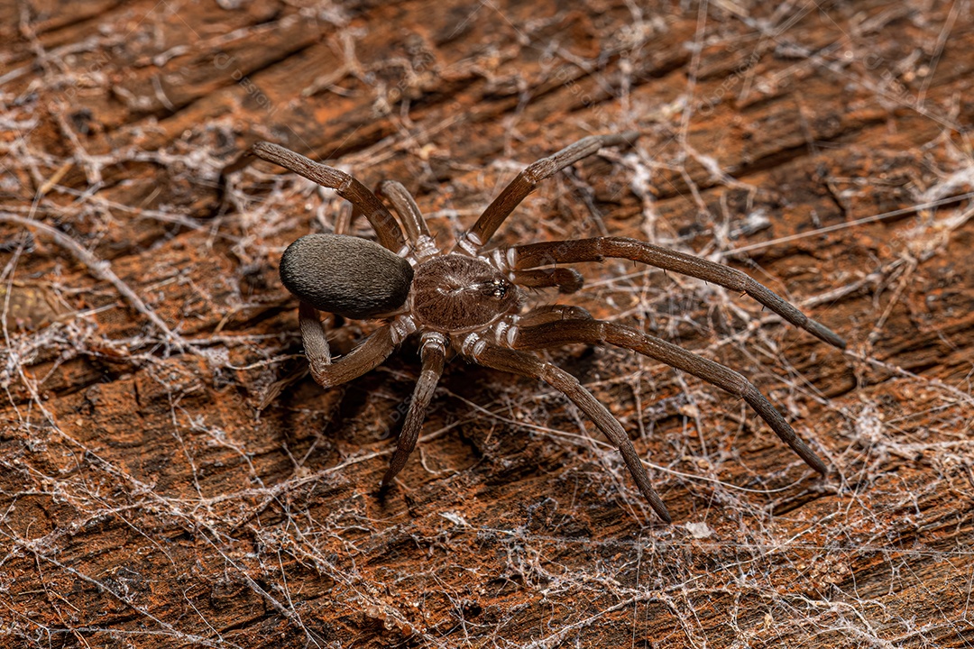 Aranha doméstica do sul da espécie Kukulcania hibernalis